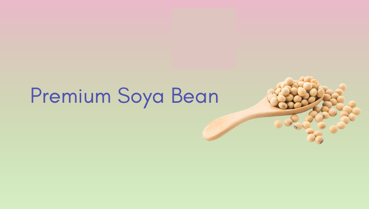 Premium Quality Soyabean Exports from India